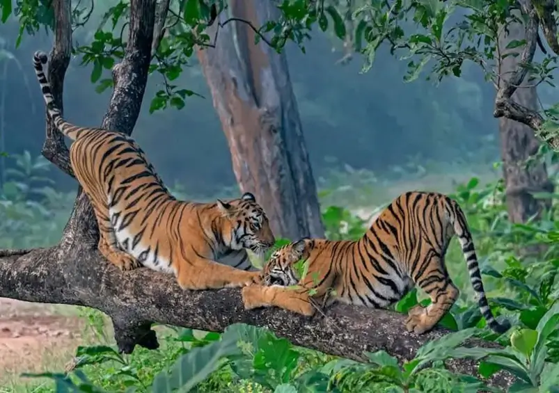Best Luxury Wildlife Safaris in India