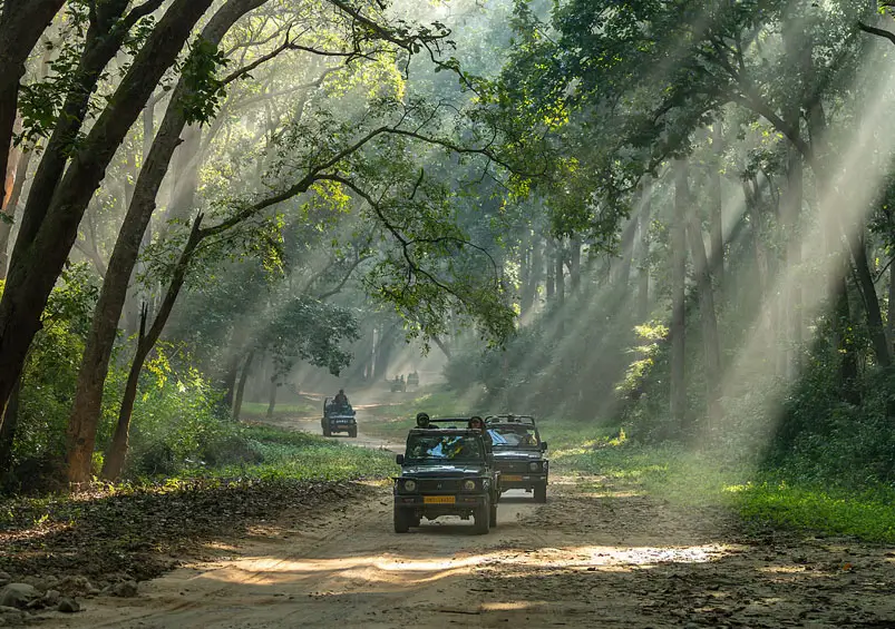 Best North India Wildlife Destinations – Ranthambore, Bharatpur, Corbett