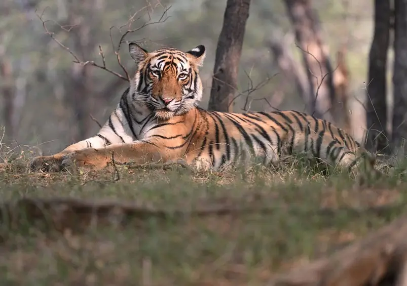 Best Wildlife Safaris in India for Foreign Travellers