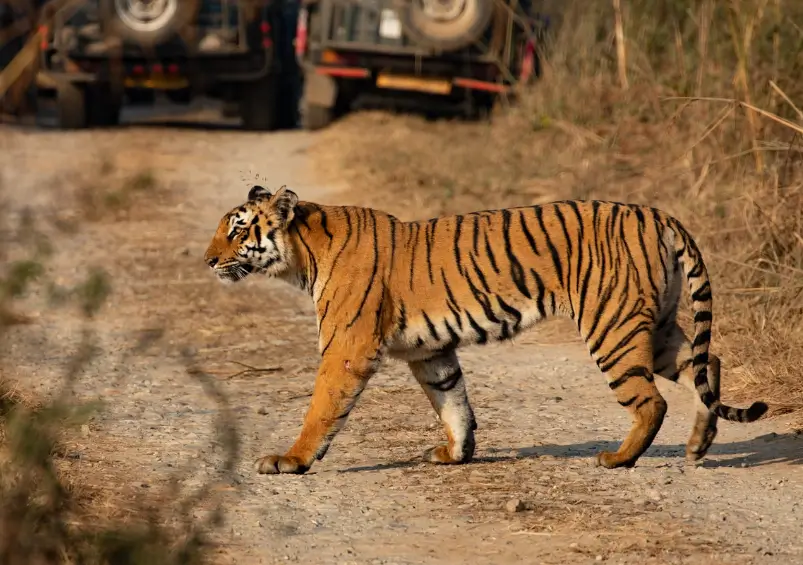 12 Best National Parks in India for Wildlife Safari