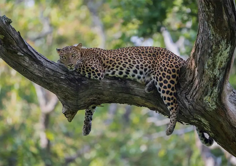 Best Wildlife Sanctuaries in South India for Jungle Safaris