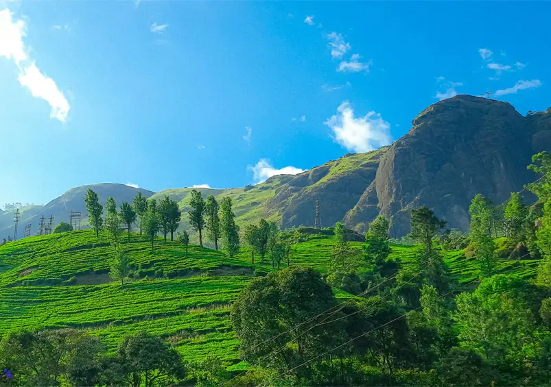 Kerala Private Tour With Car & Driver for Munnar, Alleppey and Kochi