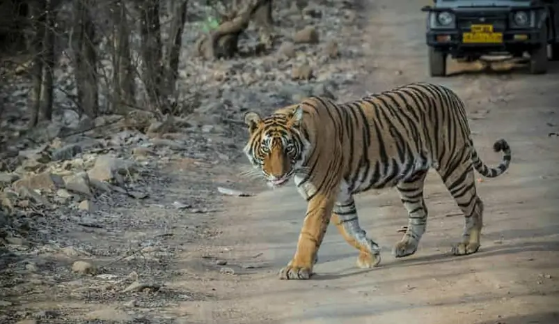 Ranthambore Safari by Car and Driver from Jaipur/Agra: How to Plan Permits & Timing