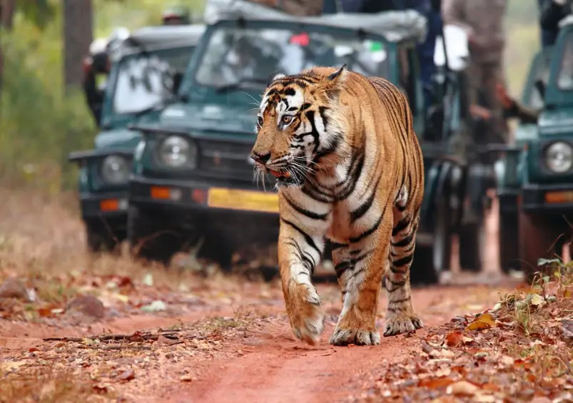 India Tour Packages from Switzerland with Private Driver