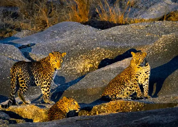 Wildlife India Tours