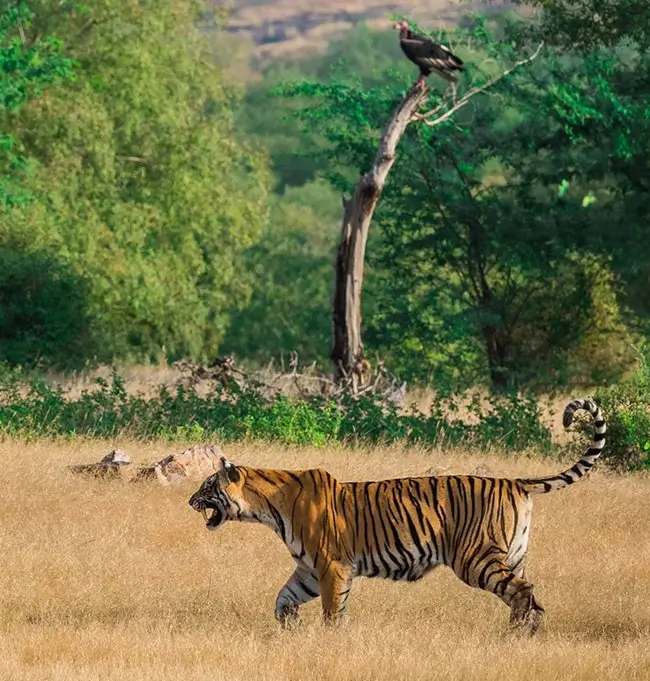 golden-triangle-tour-with-central-india-wildlife-safari