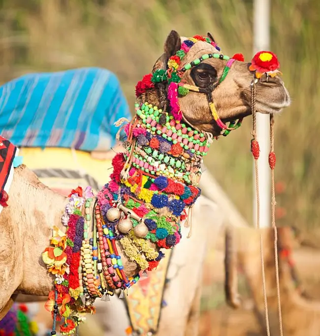 Golden Triangle Tour with Pushkar