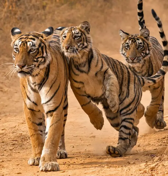 Luxury India Tour – Delhi to Mumbai with Ranthambore & Amanbagh