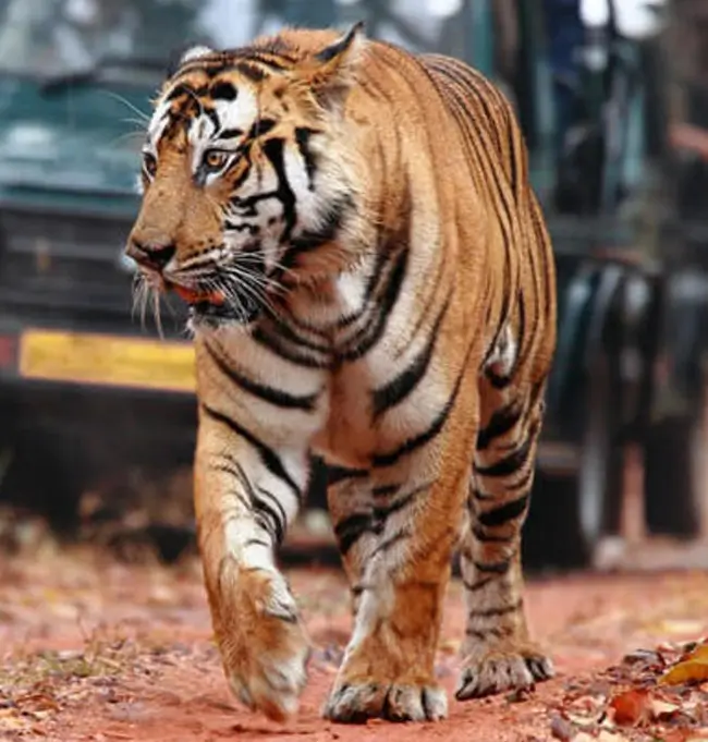 Same Day Jaipur to Ranthambore Tour