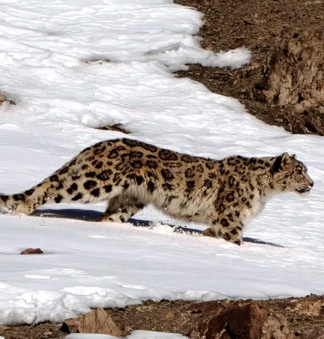 Snow Leopard Safari Tour in Ladakh