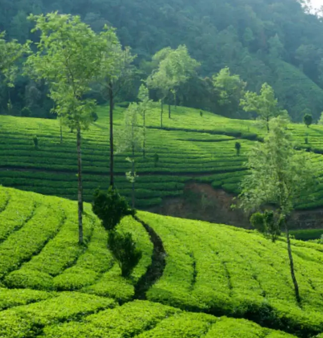 South India Coffee Plantation Experience