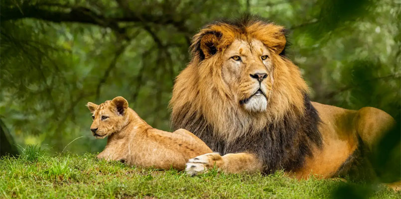 Gir National Park