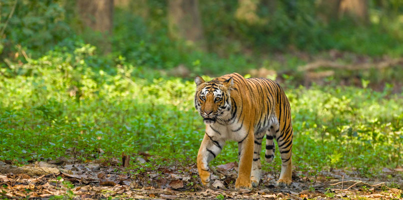 Jim Corbett National Park