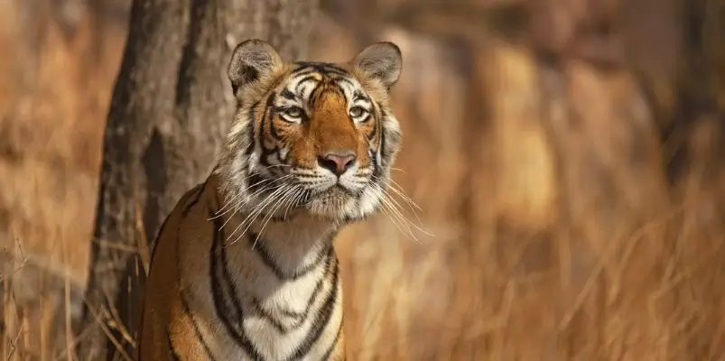 Ranthambore