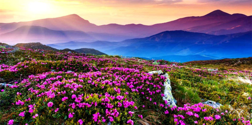 Valley of Flowers