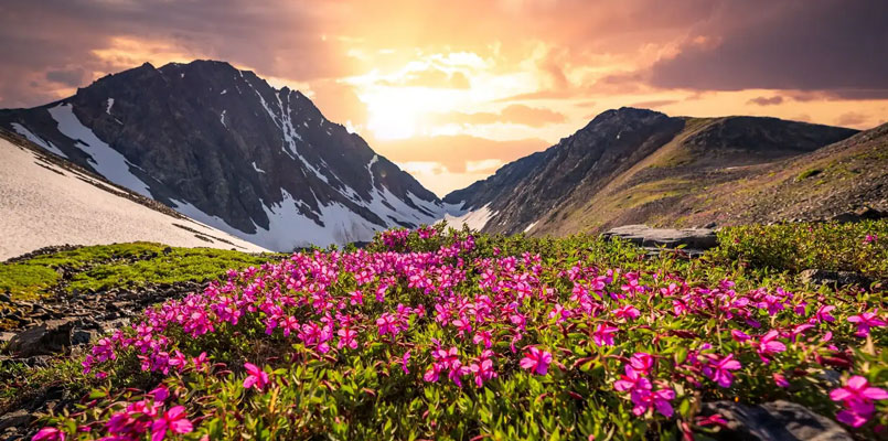 Valley of Flowers