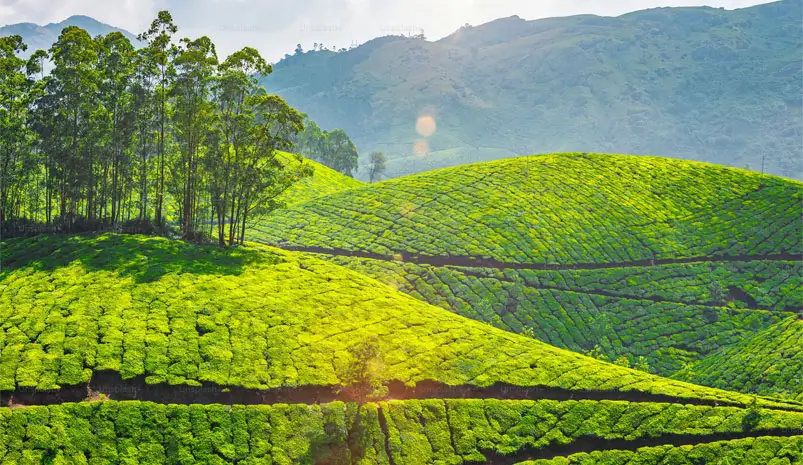 munnar
