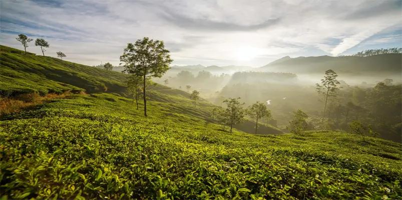 munnar-tea-gardens-and-mountain-landscapes