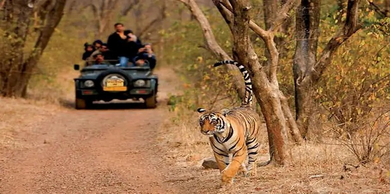 ranthambore-wildlife-and-luxury