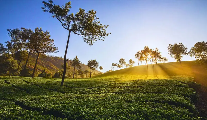 tea-garden-munnar