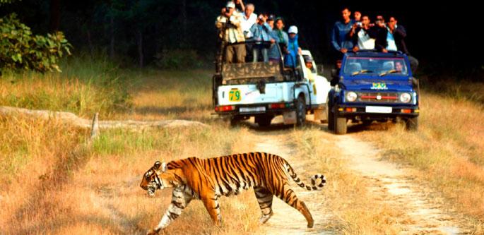 India Jungle Safari Tour
