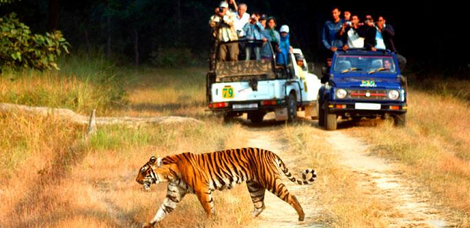 jungle tour in india