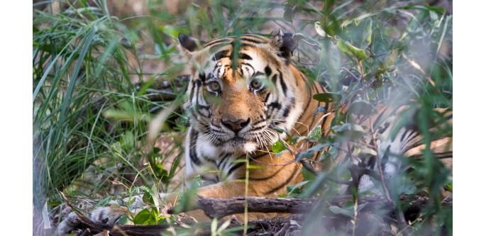 Golden Triangle with Ranthambore Tour