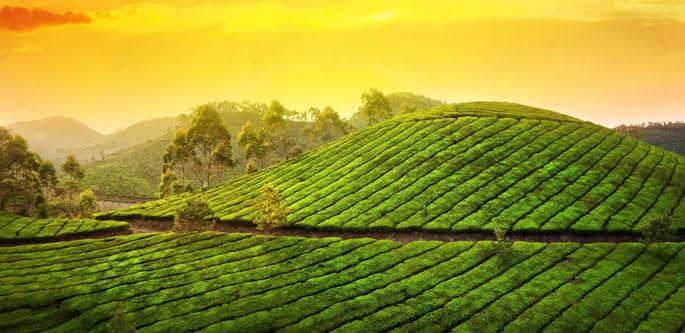 Golden Triangle with Kerala Tour